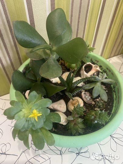 Суккуленты, кактусы мини садики, наборы