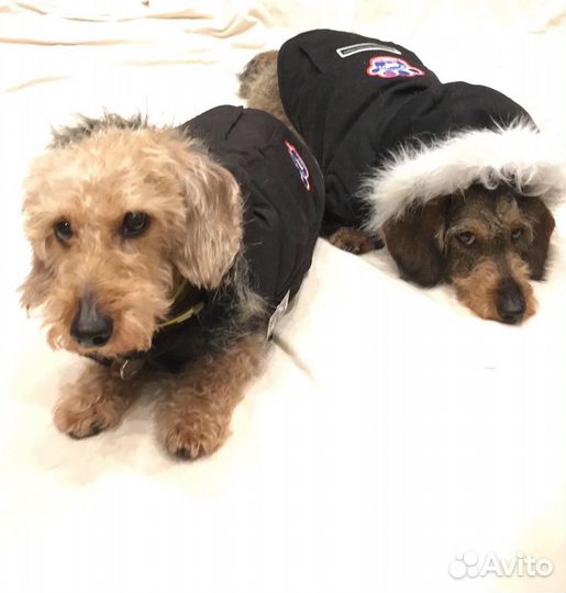 Одежда для собак