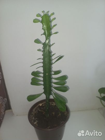 Кактус молочай