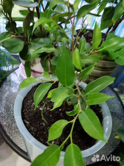 Фикус бенджамина и гибискус