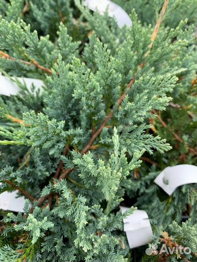 Можжевельник