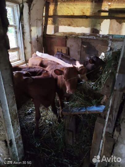 Телята телочки