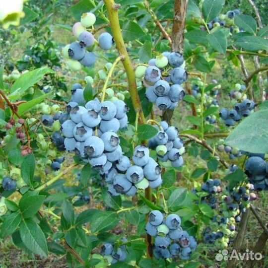 Голубика Свитхарт (Высокорос.) (35-45 см; 2 года)