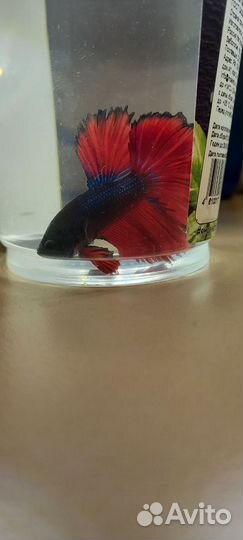 Петушок Супер Дельта