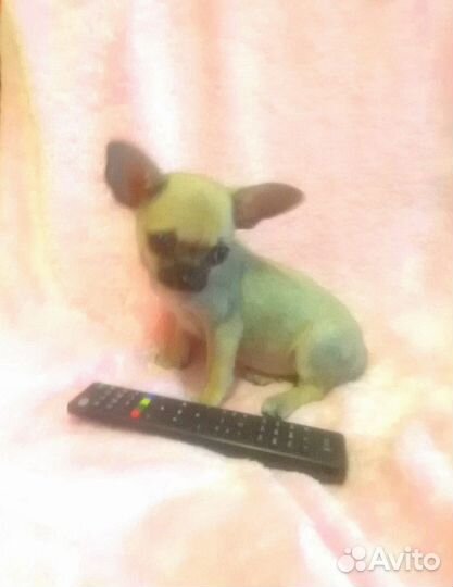 Малютка чишечка