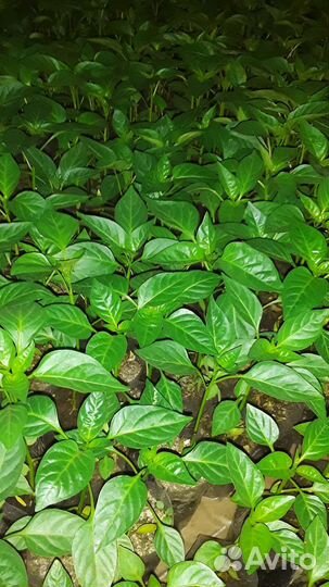 Рассада овощей