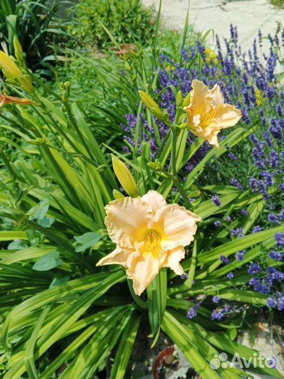 Лилейники сортовые