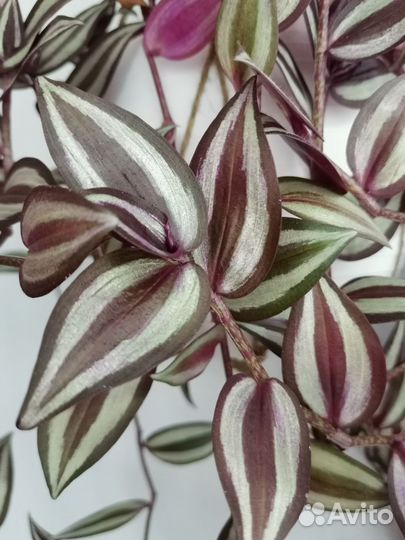 Традесканция Зебрина