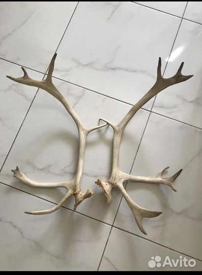 Рога оленя