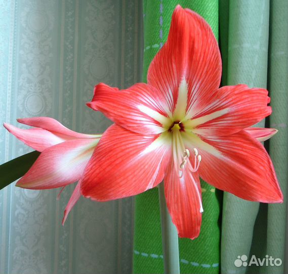 Гиппеаструм Красно-розовый,Оранжево-розовы,Зелёный