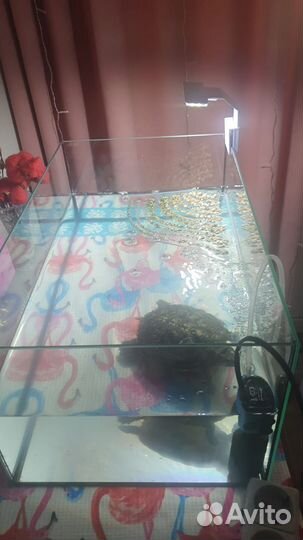 Аквариум террариум с черепахой