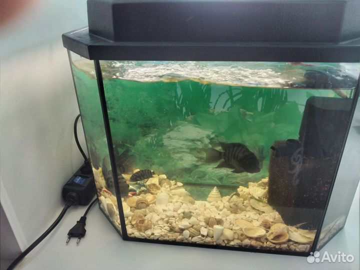 Аквариум