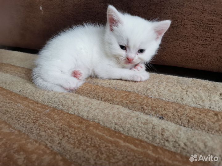 Шотландская прямоухая кошечка