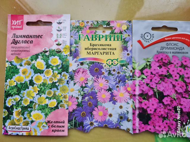 Многолетние цветы, почвопокровные