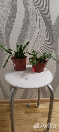 Декабрист шлюмбергера