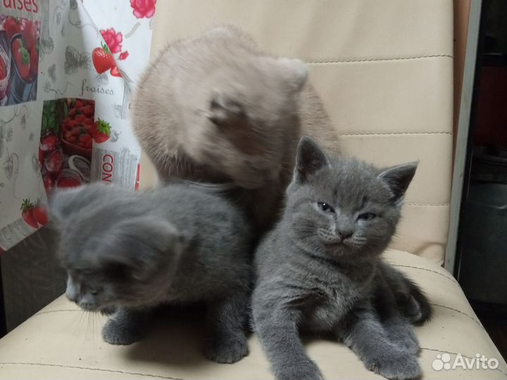 Котик и кошечка