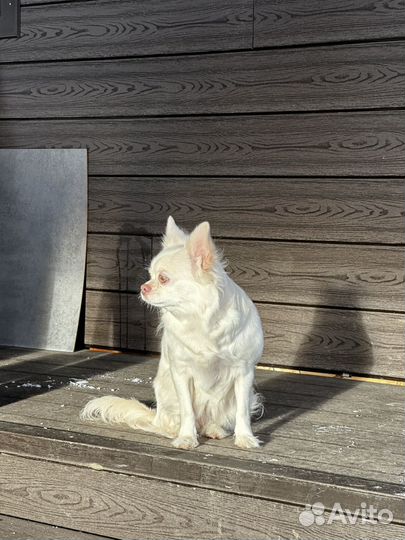 Чихуахуа продам девочка