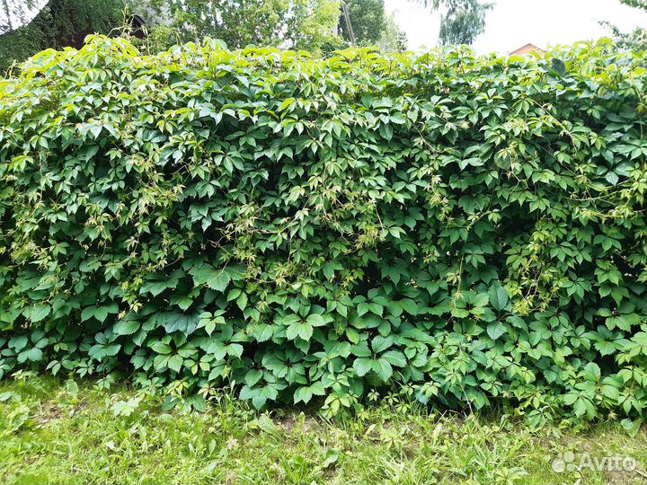 Дикий виноград