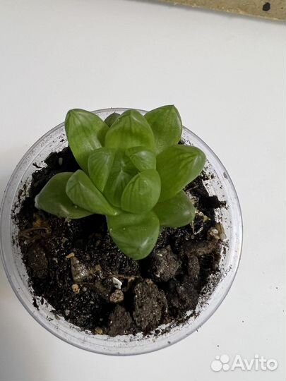 Хавортия обтуза суккулент