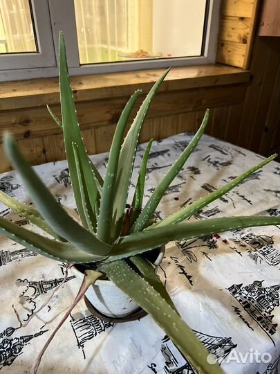 Цветы: алоэ вера, пальмы, денежное дерево