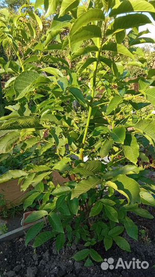 Грецкий орех саженцы