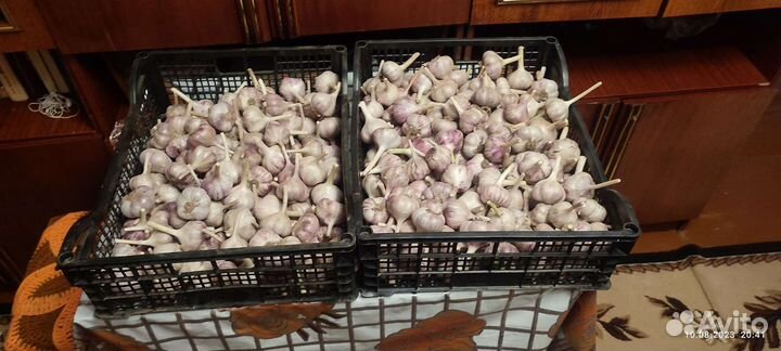 Чеснок деревенский