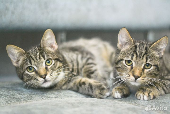 Котята мальчики 3,5 месяца
