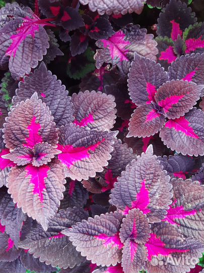 Колеусы вегетативные