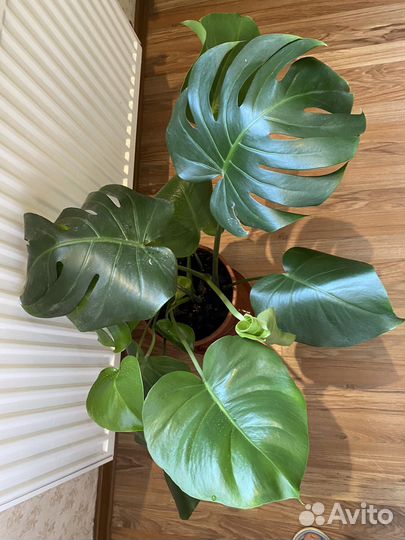 Монстера 70 см