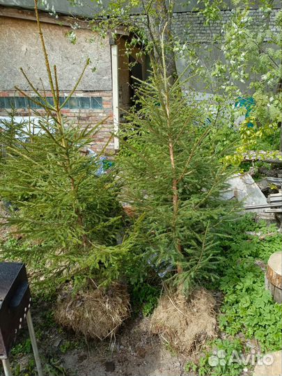 Елки для живой изгороди