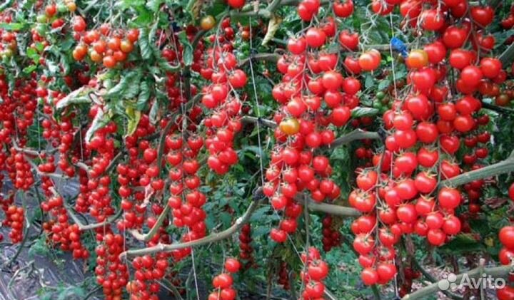 Раппунцель семена