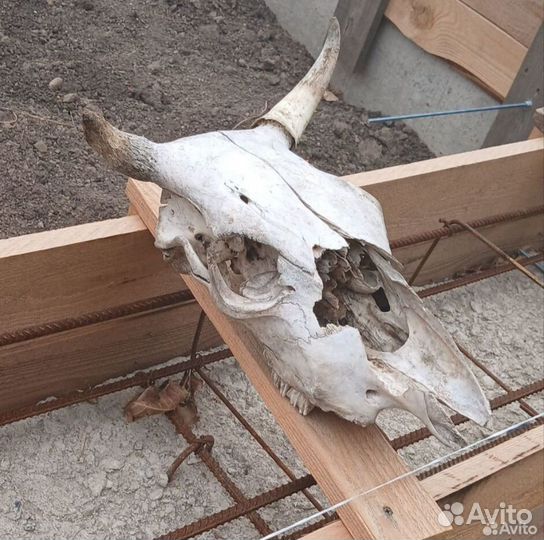 Имитация черепа быка