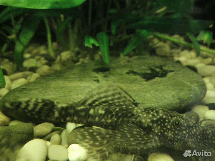 Аквариумные рыбы