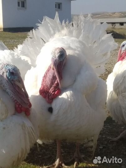 Индюки домашние