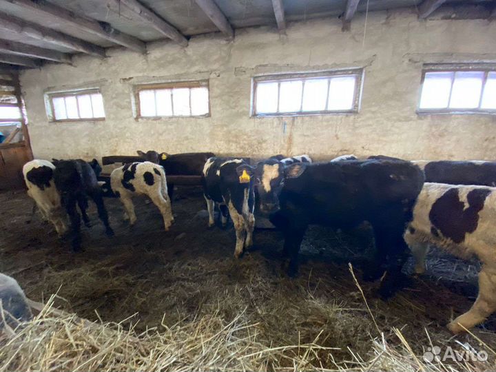 Телята бычки