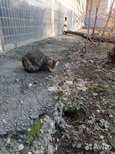 Кошечка в беде