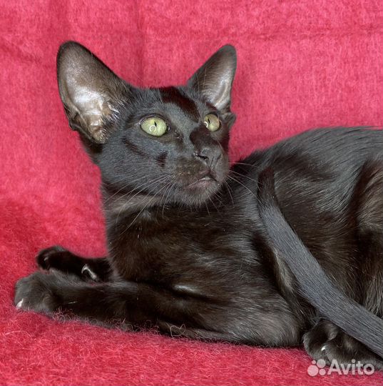 Ориентальные котята