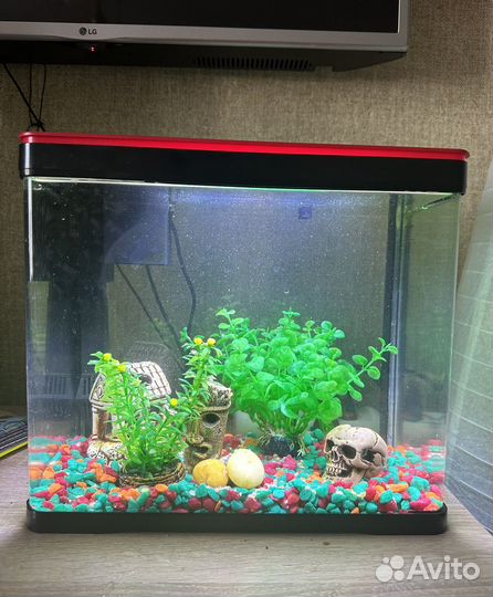 Аквариум