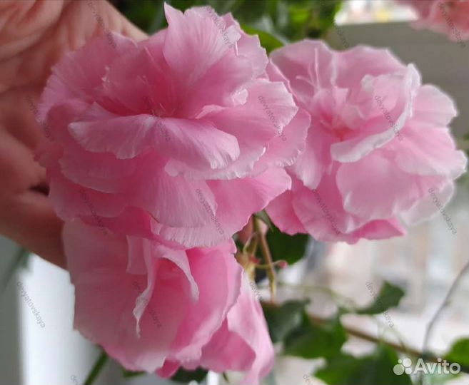 Олеандр, аглаонема