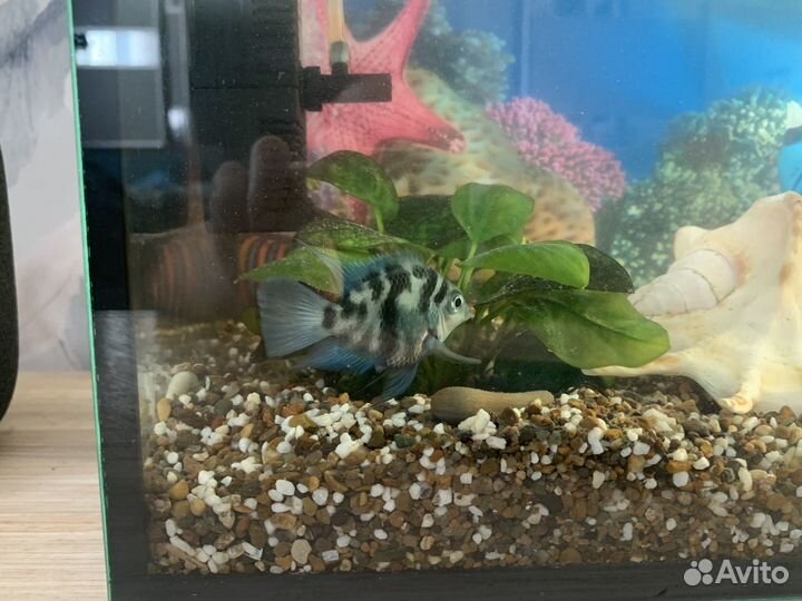 Аквариум 15 литров