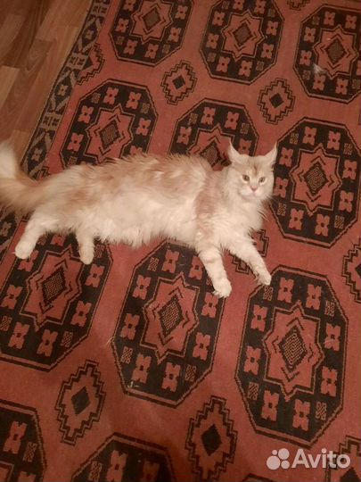 Передержка собак и кошек