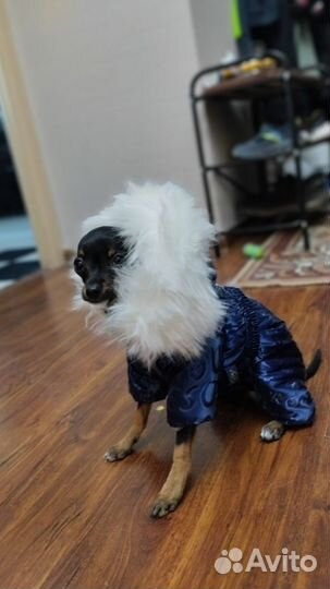 Зимний комбинезон для маленькой собачки, длинна 23