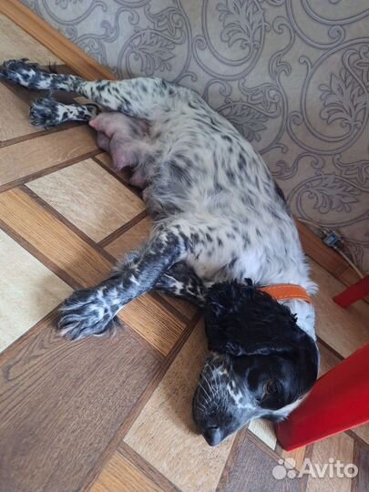 Щенки русского спаниеля