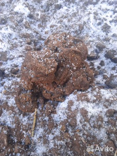 Навоз зимой Коровьи лепёшки)