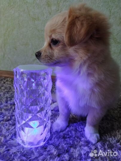 Щенки чихуахуа