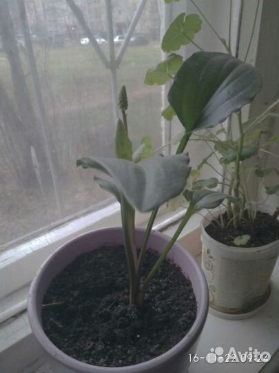 Дримиопсис, ирис шагающий