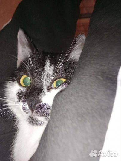 Кошка в дар бесплатно