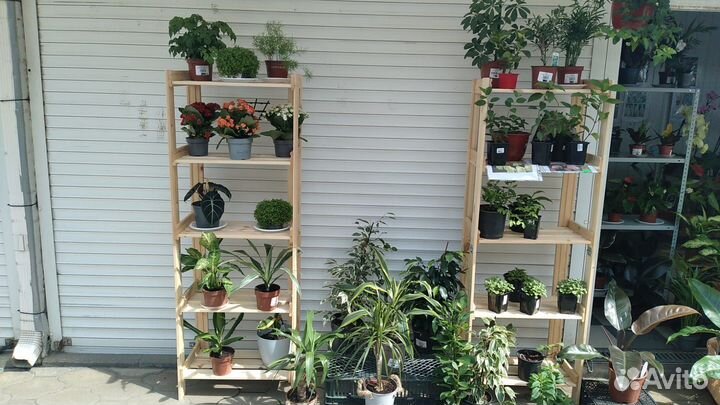 Продам цветы комнатные