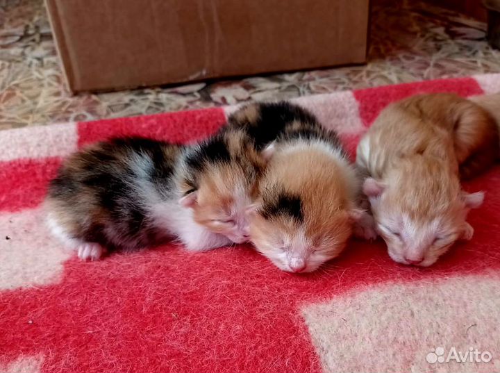 Котята в добрые руки