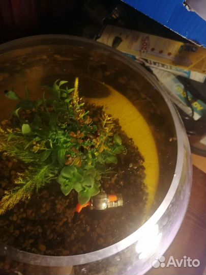 10 л круглая ваза аквариум